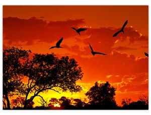 Tablou cu păsări în apus de soare (70x50 cm)
