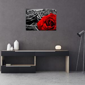 Tablou - Flori de trandafir (70x50 cm)
