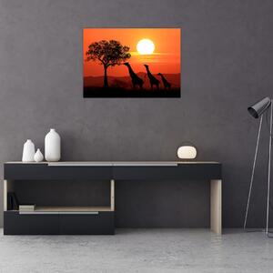 Tablou cu girafe în apus de soare (70x50 cm)