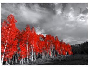 Tablou - Copaci în culorile toamnei (70x50 cm)