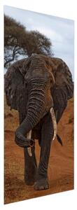 Fototapeta pentru ușă - elefant (95x205cm)