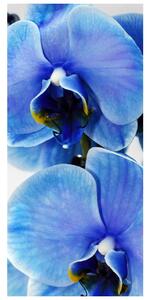Fototapeta pentru ușă - trandafir albastru (95x205cm)
