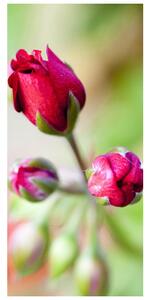 Fototapeta pentru ușă - floare de trandafir (95x205cm)