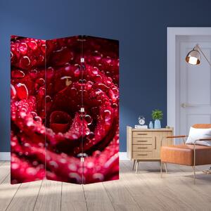 Paravan - floarea trandafirului roșu (126x170 cm)