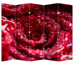 Paravan - floarea trandafirului roșu (210x170 cm)