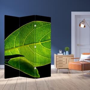 Paravan - Frunză verde (126x170 cm)