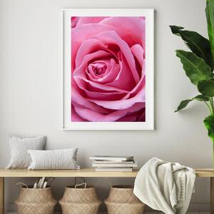 Poster - Trandafir roz (A4)