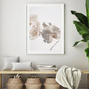 Poster - Orhidee albă (A4)