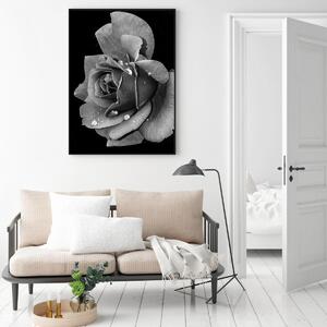 Poster - Floare de trandafir (A4)