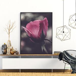 Poster - Floarea de trandafir (A4)