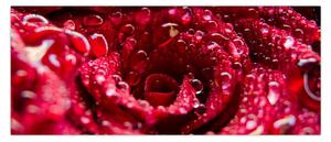 Tablou cu floarea trandafirului roșu (120x50 cm)