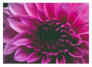 Tablou cu floarea roz (70x50 cm)