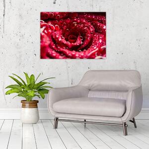 Tablou cu floarea trandafirului roșu (70x50 cm)