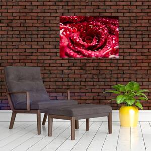 Tablou cu floarea trandafirului roșu (70x50 cm)