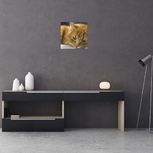 Tabloul pisicii (30x30 cm)