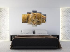 Tabloul pisicii (150x105 cm)
