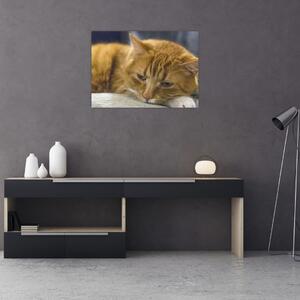 Tabloul pisicii (70x50 cm)