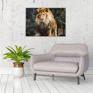 Tablou cu leu în natură (70x50 cm)