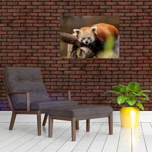 Tablou cu panda roșie (70x50 cm)