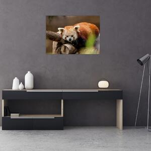 Tablou cu panda roșie (70x50 cm)