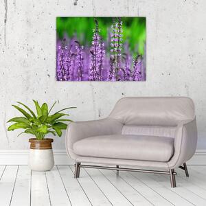 Tablou cu flori de luncă violete (70x50 cm)