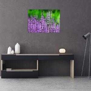 Tablou cu flori de luncă violete (70x50 cm)