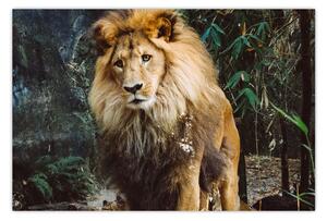 Tablou cu leu în natură (90x60 cm)
