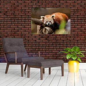 Tablou cu panda roșie (90x60 cm)