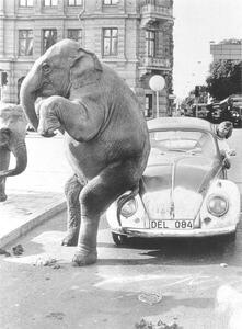 Fotografie Elephant on VW, ca. 1950, exact place unknown, Cuba, Caribbean, Central America, 1950