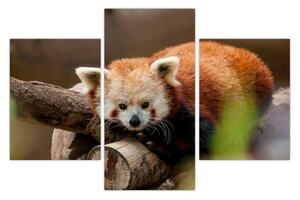 Tablou cu panda roșie (90x60 cm)