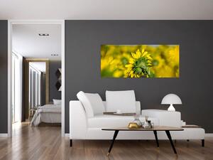 Tablou cu floarea soarelui (120x50 cm)