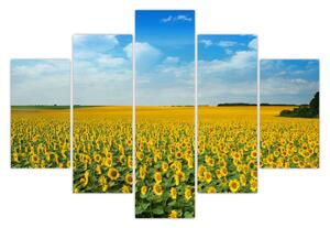 Tablou - câmp cu floarea soarelui (150x105 cm)