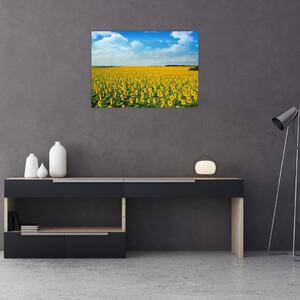 Tablou - câmp cu floarea soarelui (70x50 cm)