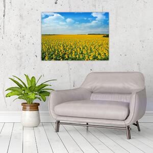 Tablou - câmp cu floarea soarelui (70x50 cm)