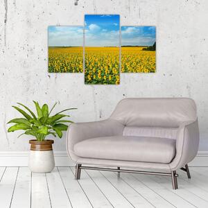 Tablou - câmp cu floarea soarelui (90x60 cm)