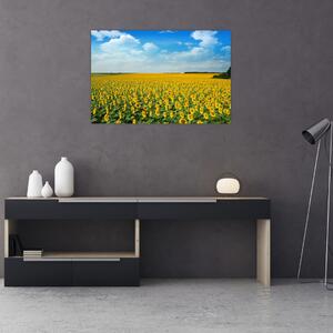 Tablou - câmp cu floarea soarelui (90x60 cm)