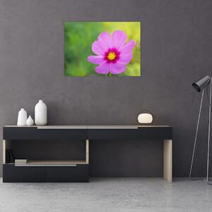 Tablou - floare de câmp (70x50 cm)