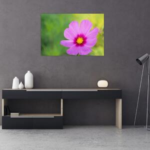 Tablou - floare de câmp (90x60 cm)