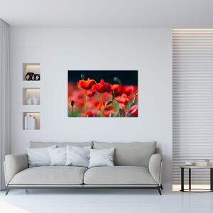Tablou - flori de maci (90x60 cm)