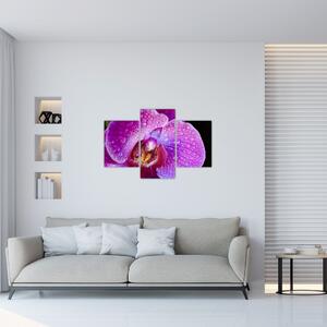 Tablou detailat cu floare de orhidee (90x60 cm)