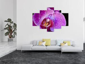 Tablou detailat cu floare de orhidee (150x105 cm)