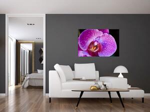 Tablou detailat cu floare de orhidee (90x60 cm)