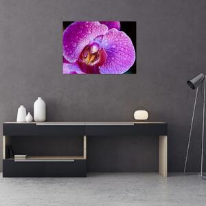 Tablou detailat cu floare de orhidee (70x50 cm)