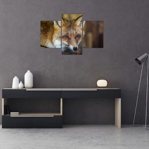 Tablou cu vulpe (90x60 cm)
