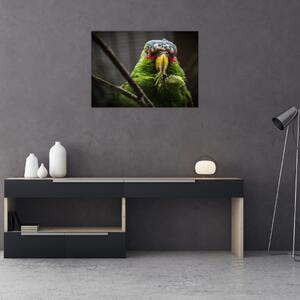 Tablou cu papagal (70x50 cm)