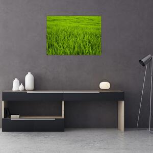 Tablou cu iaraba (70x50 cm)