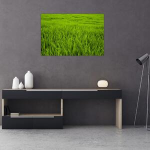 Tablou cu iaraba (90x60 cm)