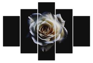 Tablou cu trandafir alb (150x105 cm)