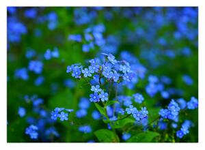 Tablou cu flori albastre (70x50 cm)