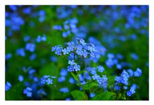 Tablou cu flori albastre (90x60 cm)